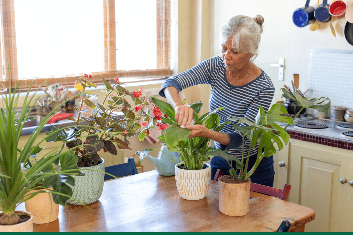 domimag-bienfait-plantes