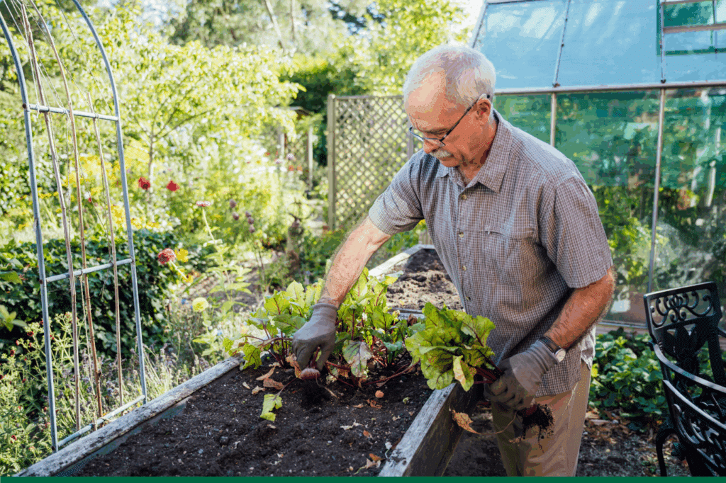 Potager surélevé : une solution pour jardiner debout